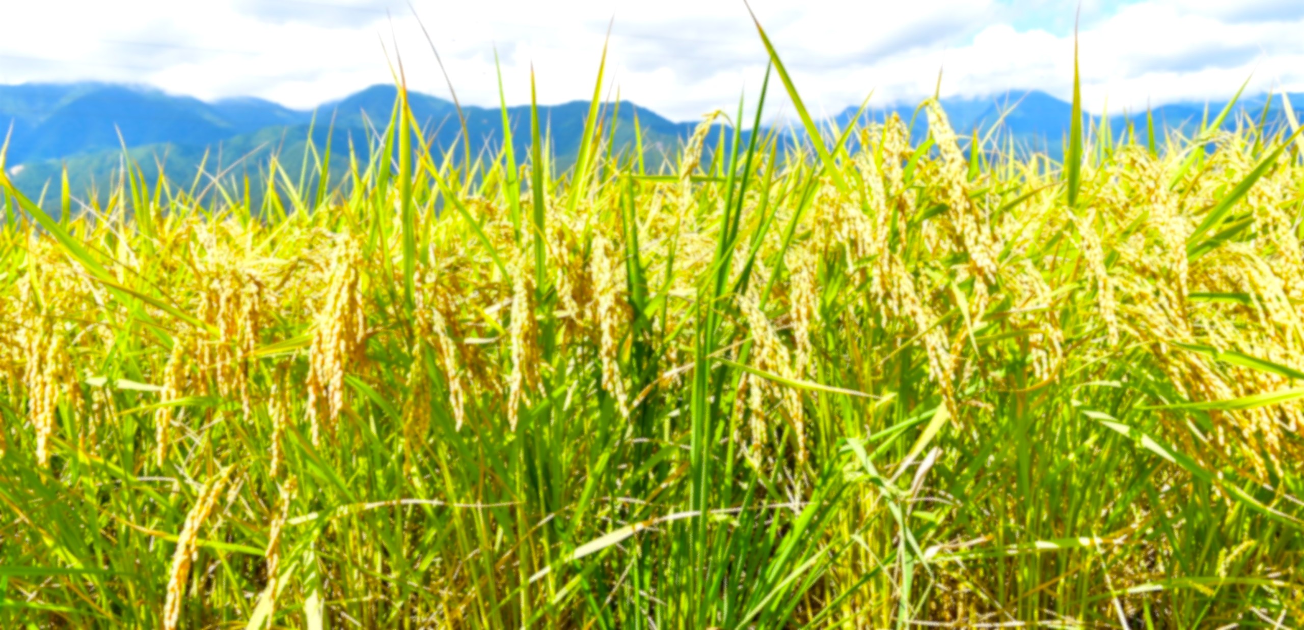 日本酒は日本文化のルーツである