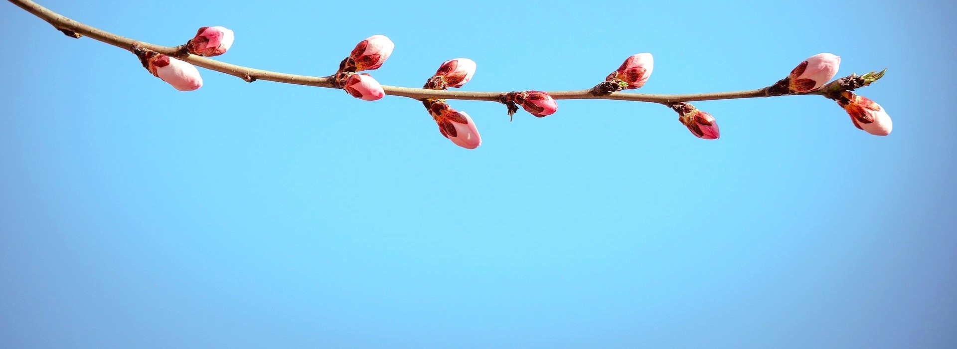 日本酒は日本文化のルーツである